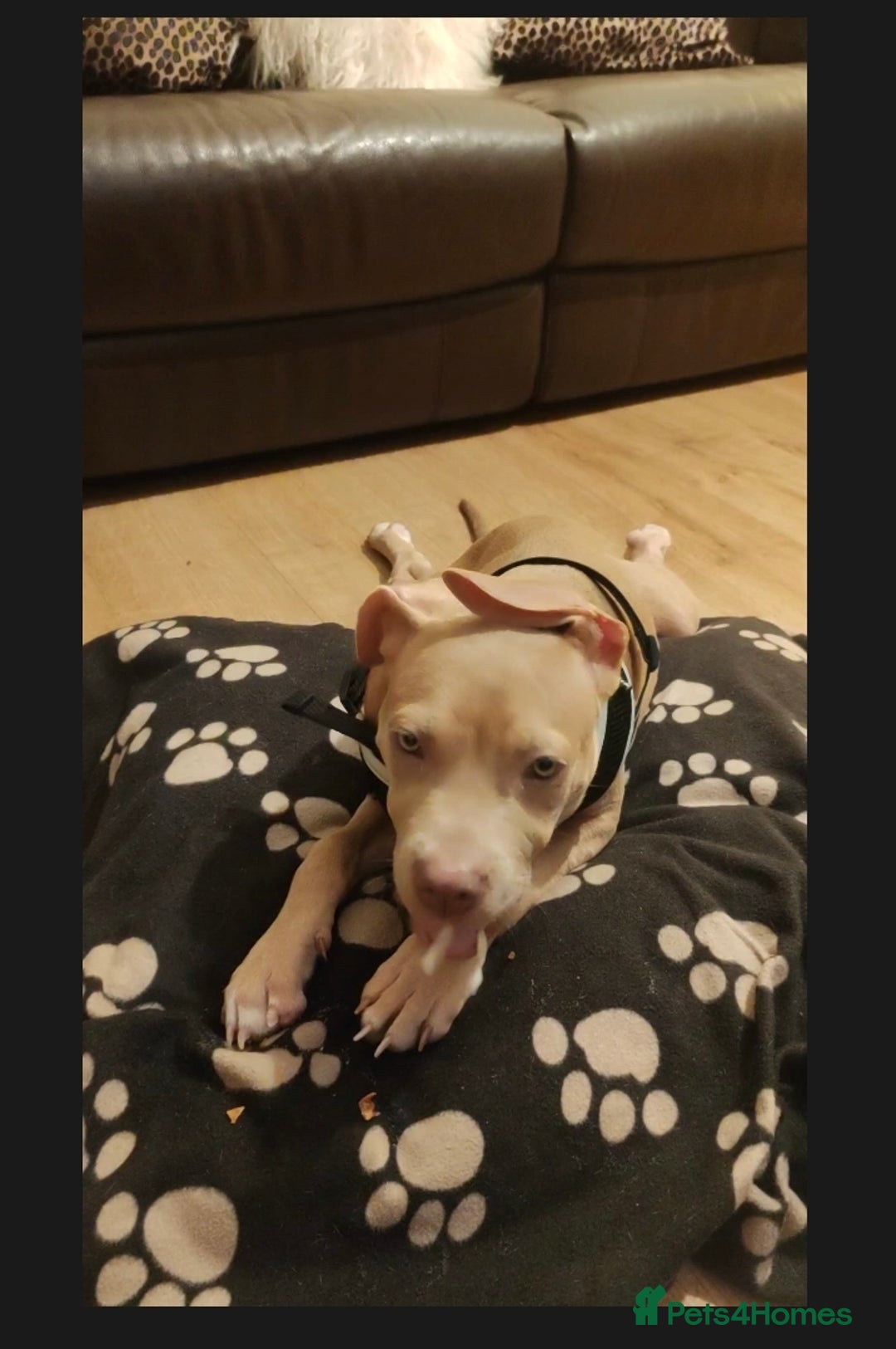 Mixed Breed dogs for sale: 10 month pup looking for forever loving home  - Advert 17