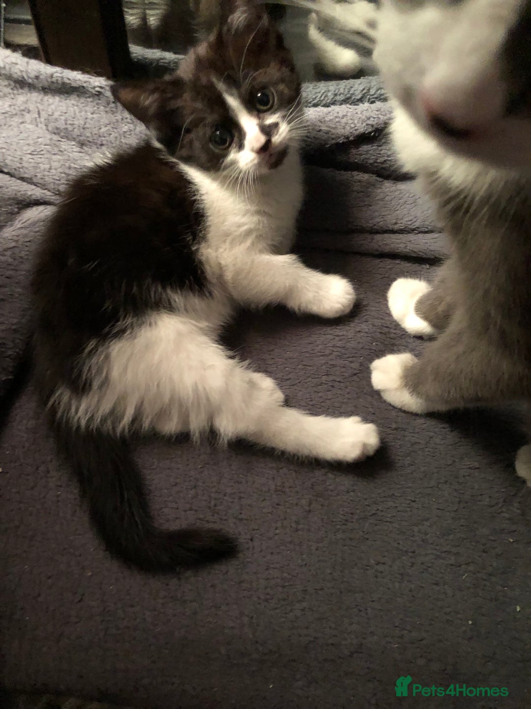 Mixed Breed cats for sale: 2 stunning kittens x - Image 7