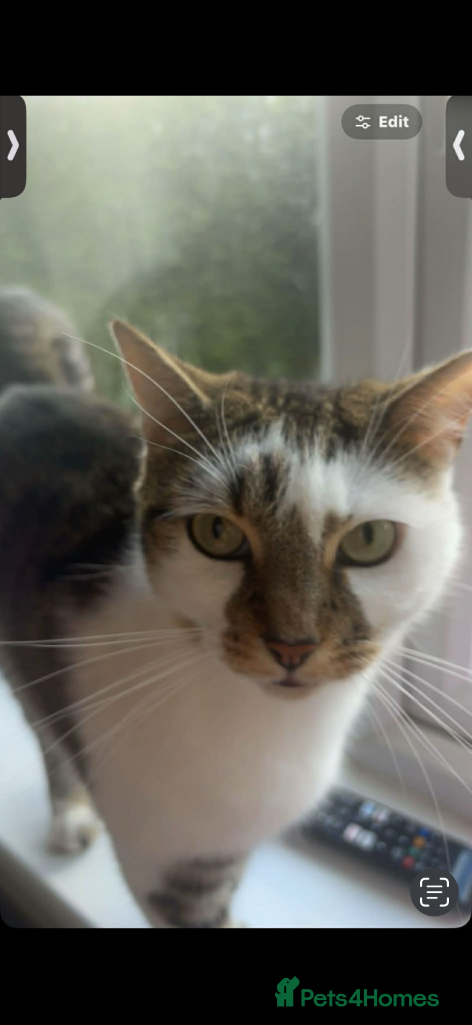 Mixed Breed cats 2 female cats looking for a home🏡  - Advert 5