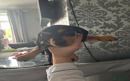 Mixed Breed dogs for sale: Mini dachshund/ mini pincher  - Image 4