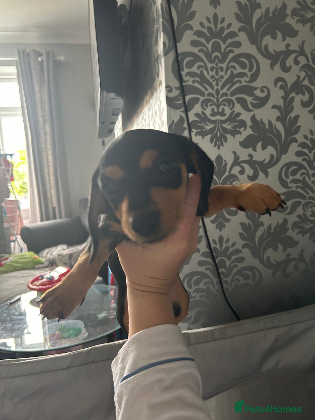 Mixed Breed dogs for sale: Mini dachshund/ mini pincher  - Image 4