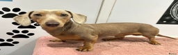 Miniature Dachshund dogs for sale: Stunning minature dachshund puppies - Advert 20