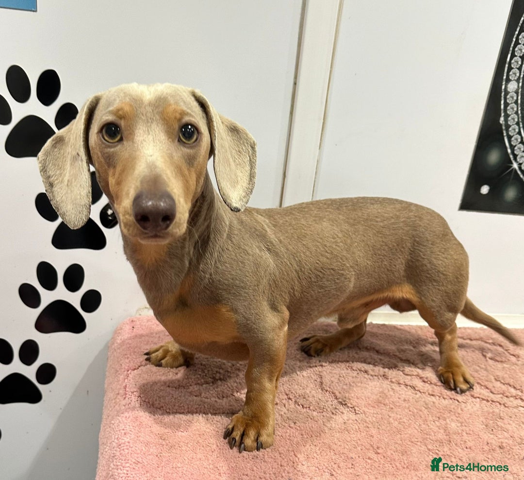 Miniature Dachshund dogs for sale: Stunning minature dachshund puppies - Image 37