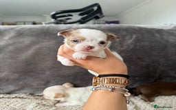 Chihuahua dogs for sale: Long hair chihuahua puppies  - Image 29