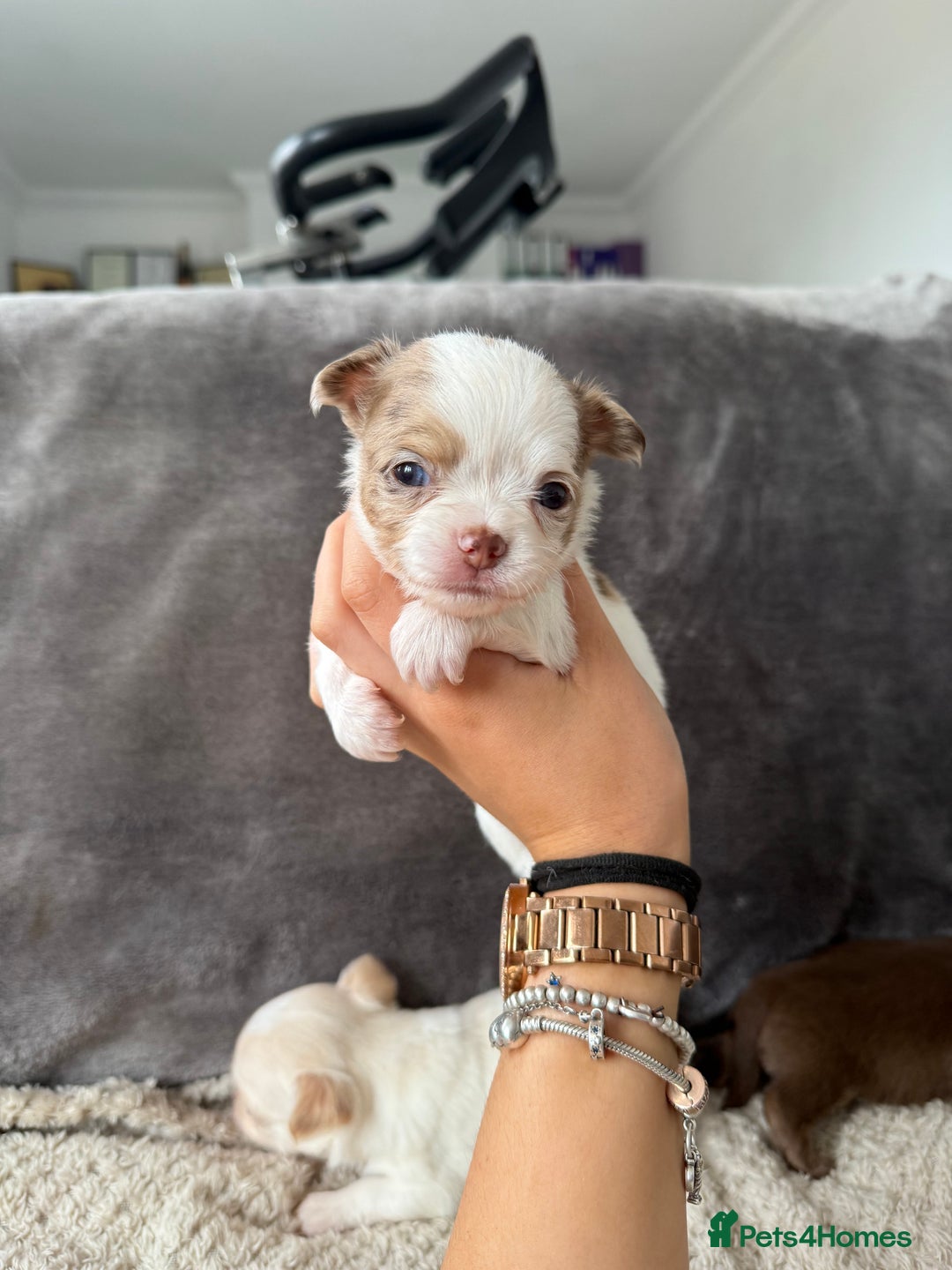 Chihuahua dogs for sale: Long hair chihuahua puppies  - Image 29