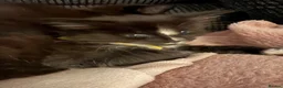 Mixed Breed cats for sale: 6 playful kittens looking for their forever homes - Advert 12