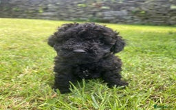 Cockapoo dogs for sale: Cockerpoo puppies  - Image 9