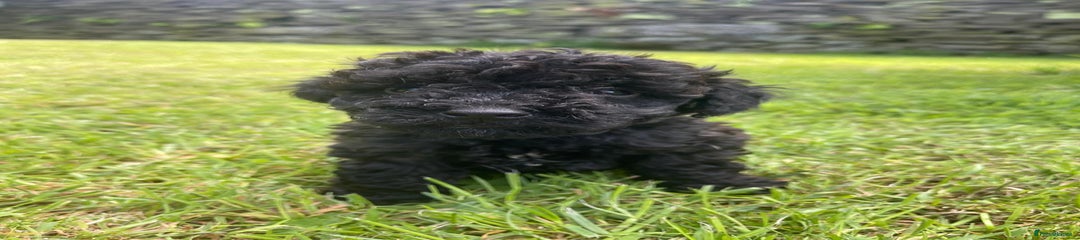 Cockapoo Puppy 9