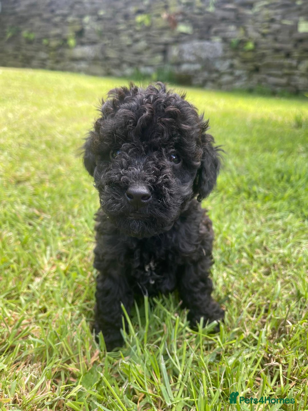 Cockapoo dogs for sale: Cockerpoo puppies  - Image 9