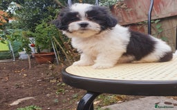 Maltese dogs for sale: Maltese - Image 9