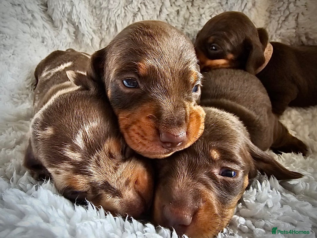 Miniature Dachshund dogs for sale: Miniature dachshund - Advert 1