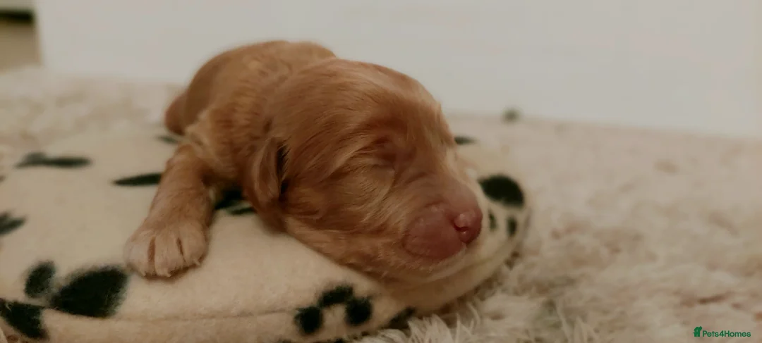 Australian Labradoodle dogs for sale: Australian Labradoodle - Advert 12