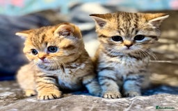 British Shorthair cats for sale: Stunning Golden kittens  - Image 8