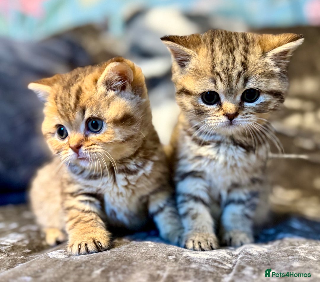 British Shorthair cats for sale: Stunning Golden kittens  - Image 8