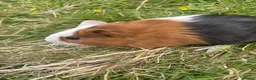 Guinea Pig rodents for sale: Beautiful guinea pigs  - Advert 4