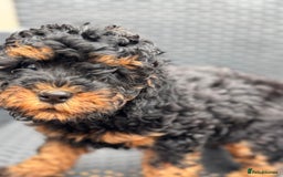 Cavapoo dogs for sale: 🔥 1 left Ready to go cavapoo puppy’s🔥 - Image 22