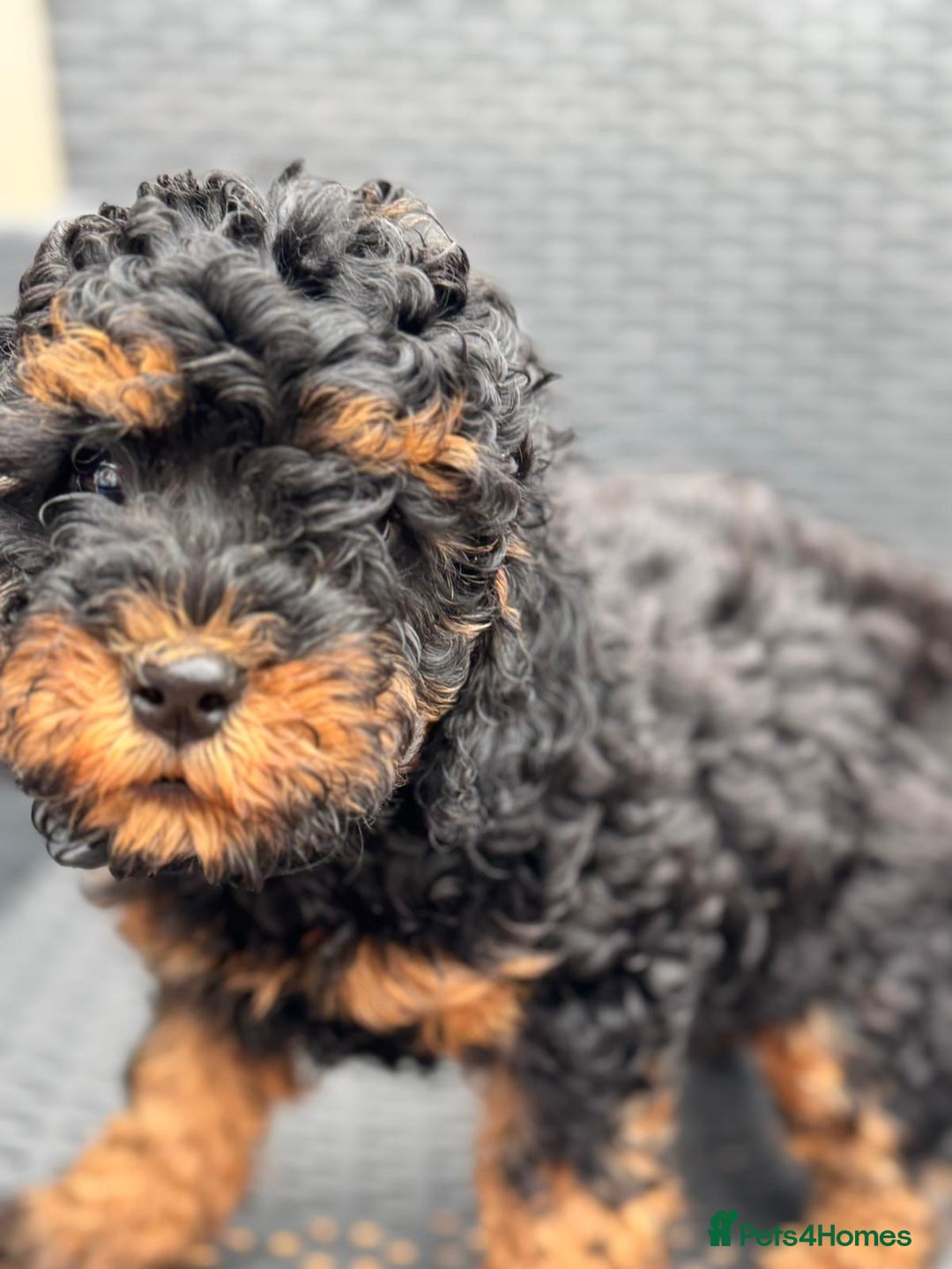 Cavapoo dogs for sale: 🔥 1 left Ready to go cavapoo puppy’s🔥 - Image 22