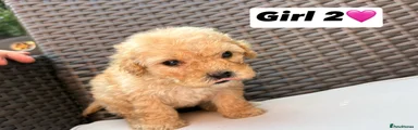Cavapoo 5