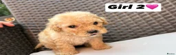 Cavapoo dogs for sale: F2 Cavapoo puppies for sale - Advert 5
