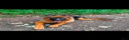 German Shepherd dogs for sale: Liba German Shepard  in Manchester - Advert 1