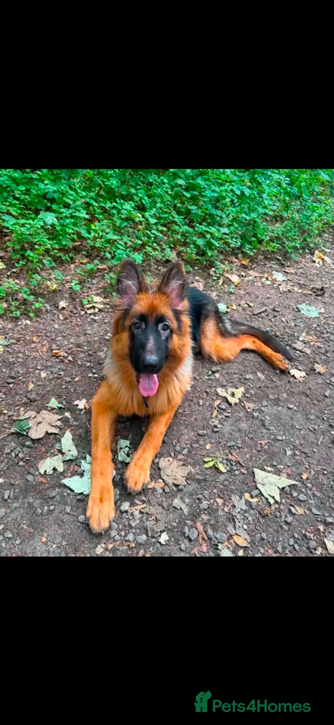 German Shepherd dogs for sale: Liba German Shepard  in Manchester - Advert 1