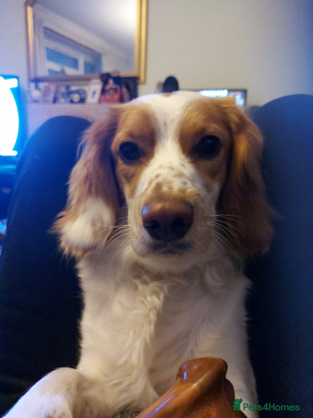 Mixed Breed dogs for sale: Free, unable to care for - Advert 1