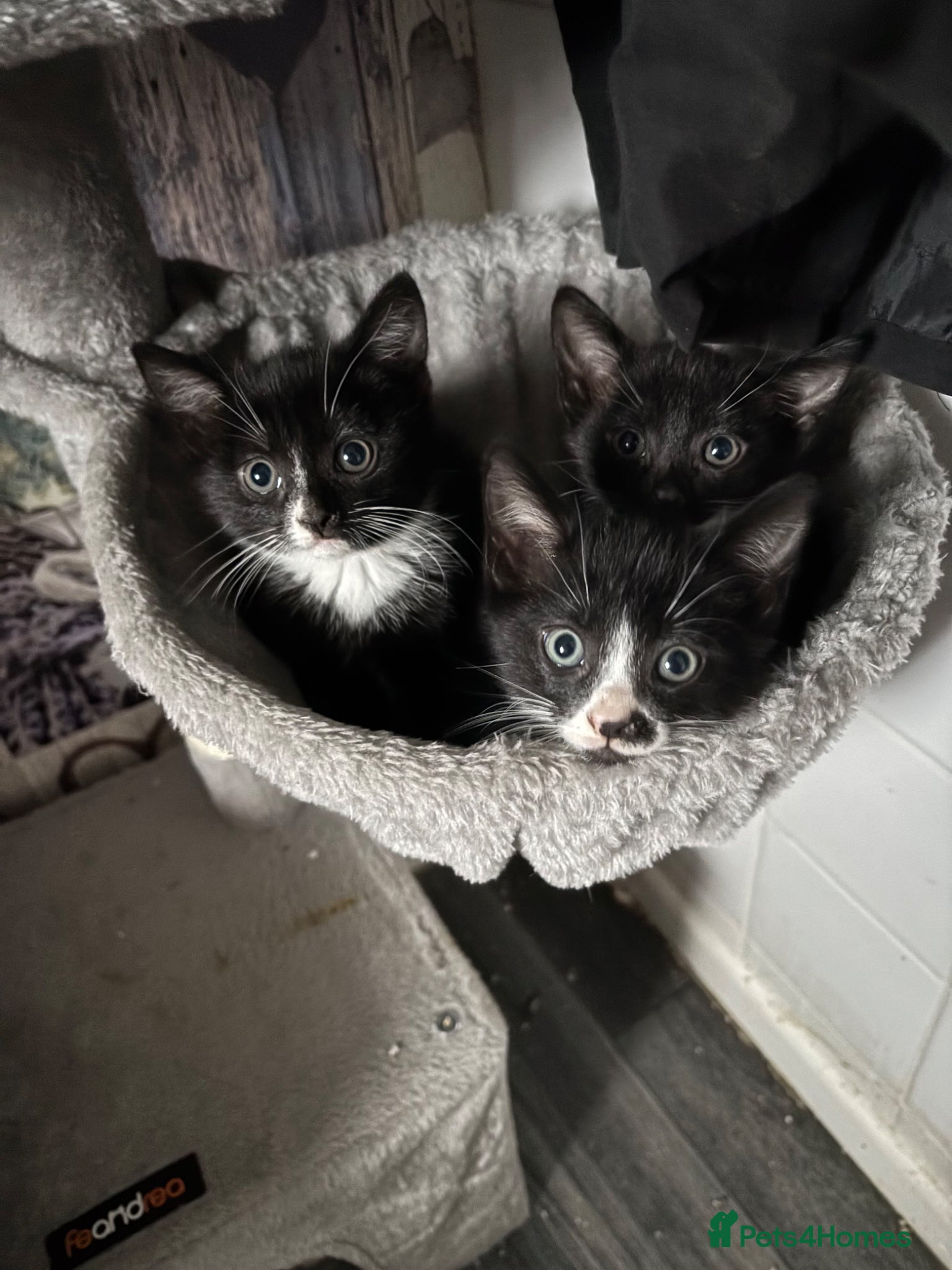 Mixed Breed cats Sweet little kittens  - Advert 18