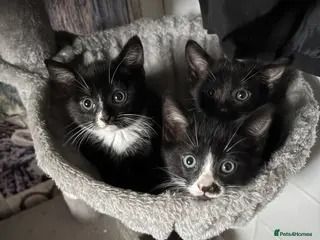 Mixed Breed cats Sweet little kittens - Advert 18