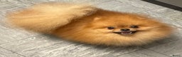 Pomeranian dogs for stud: ORANGE SHOW TYPE POMERANIAN FOR STUD ONLY in Peacehaven - Advert 2