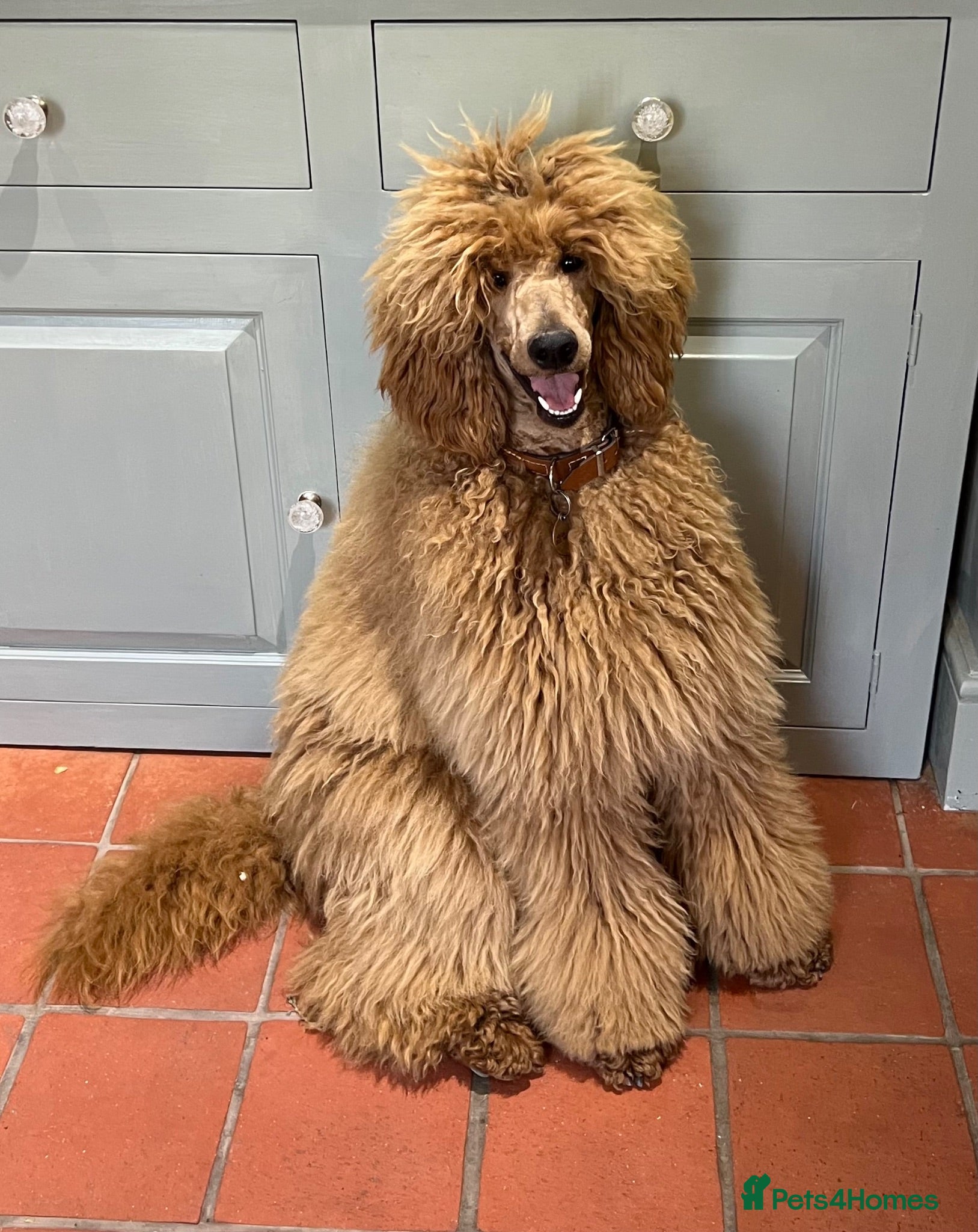 Standard Poodle dogs Exceptional Standard Poodle Puppies  - Advert 2