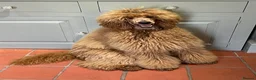 Standard Poodle dogs for sale: Exceptional Standard Poodle Puppies  - Advert 2