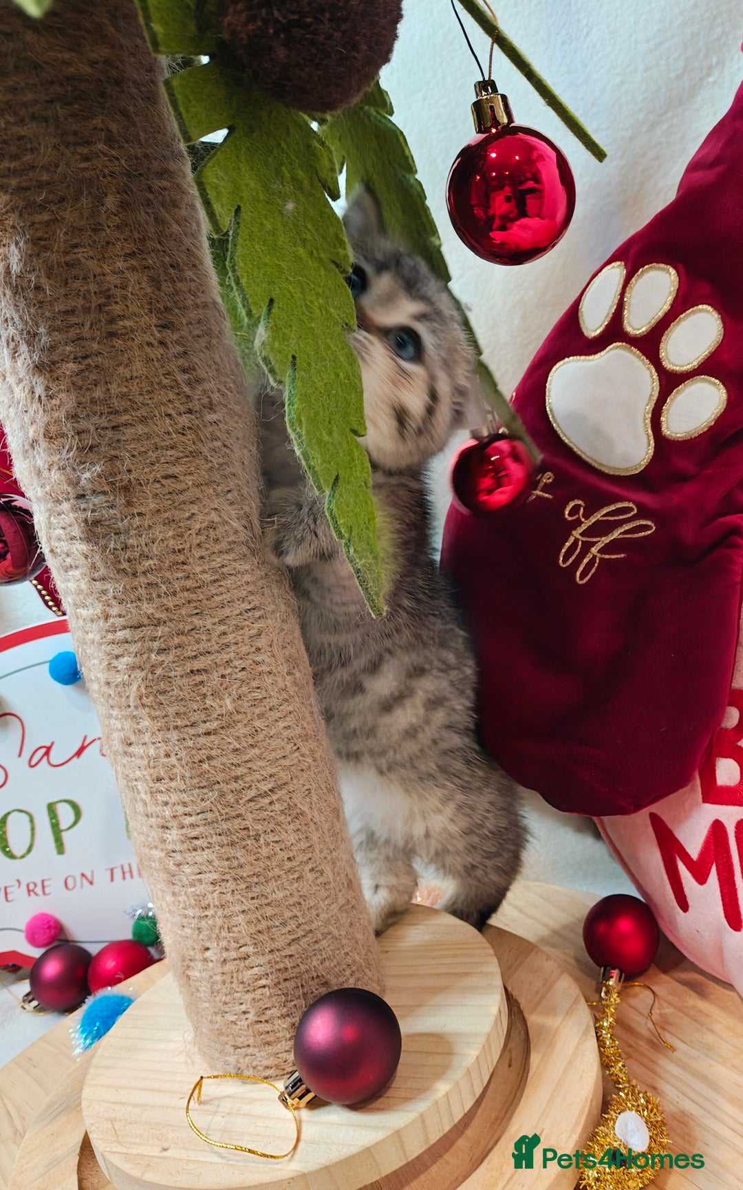 British Shorthair cats for sale: Blue golden girl Tica registered  - Advert 8