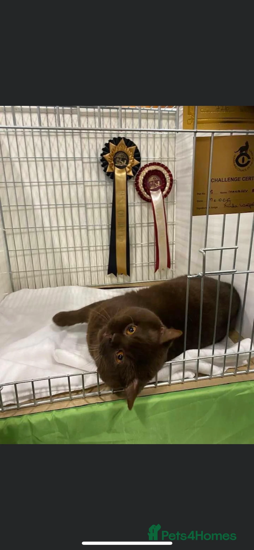 British Shorthair cats for stud: 🍁 GCCF Champion Chocolate Stud 🍁 in Warrington - Advert 3