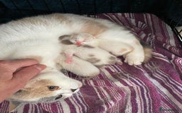 British Shorthair cats for sale: British shorthair kittens.  - Image 9