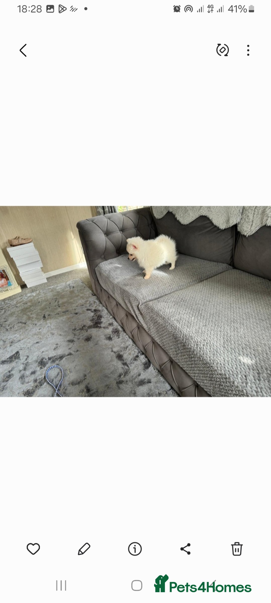 Pomeranian dogs for sale: Pomeranian puppies  - Image 12