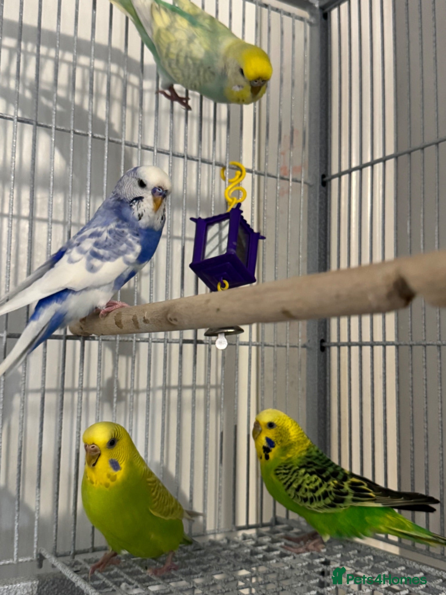 Budgerigars birds Budgies looking for a loving home  - Advert 1