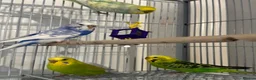 Budgerigars birds for sale: Budgies looking for a loving home  - Advert 1