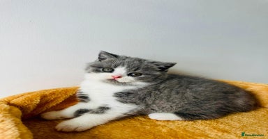 British Shorthair cats - Advert 6