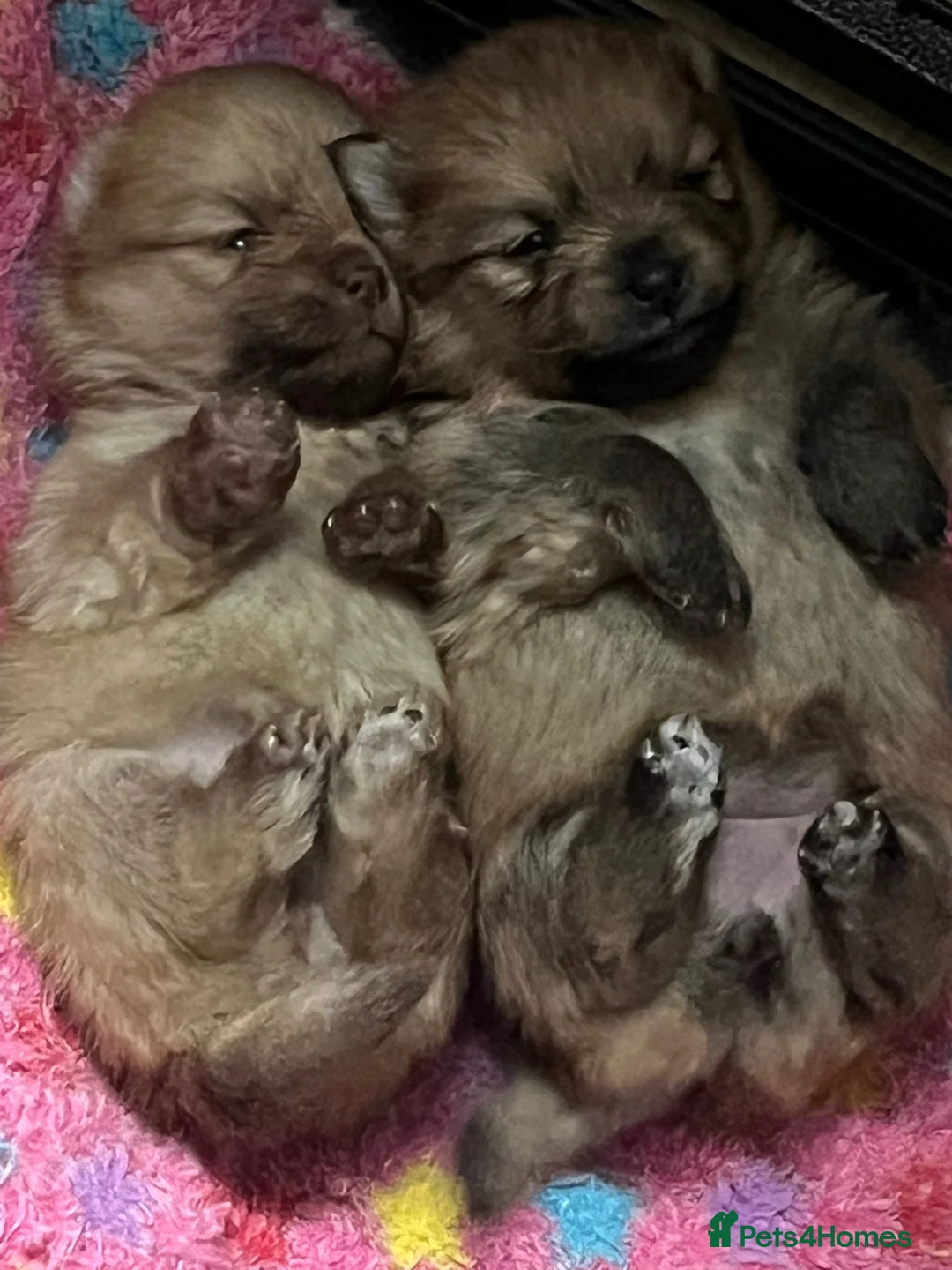 Pomeranian dogs for sale: Pure fluffy mini pomeranian puppies 🐶  in Skelmersdale - Advert 2