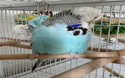 Budgerigars birds for sale: Beautiful Hand Reared Exhibition Budgie - Advert 5