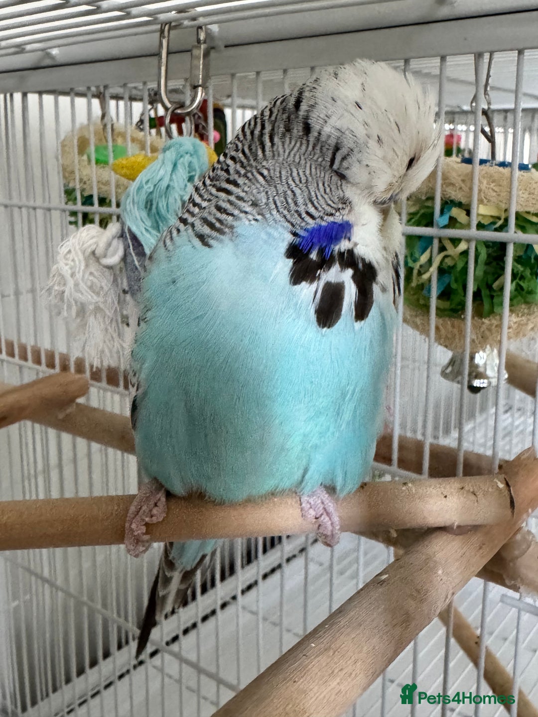 Budgerigars birds for sale: Beautiful Hand Reared Exhibition Budgie - Advert 5