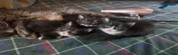 Mixed Breed cats for sale: Tuxedo Kittens Ready For a Home - Advert 17