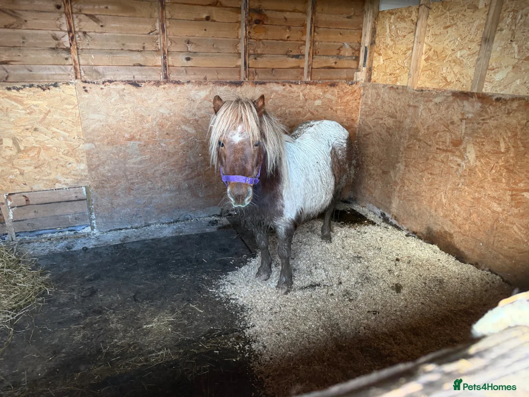 Shetland pony horses for sale: Striking Shetland Mare for sale  in Deal - Advert 14