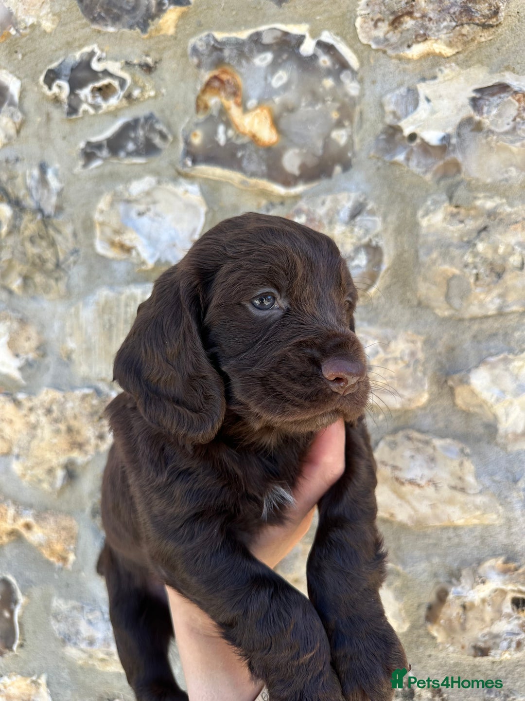 Cocker Spaniel dogs for sale: Exceptional KC Working Cocker Spaniel Puppies - Image 9