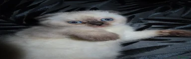 Scottish Fold Kitten 2