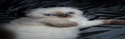 Scottish Fold cats for sale: Adorable Scottish Fold✨ in London - Advert 5