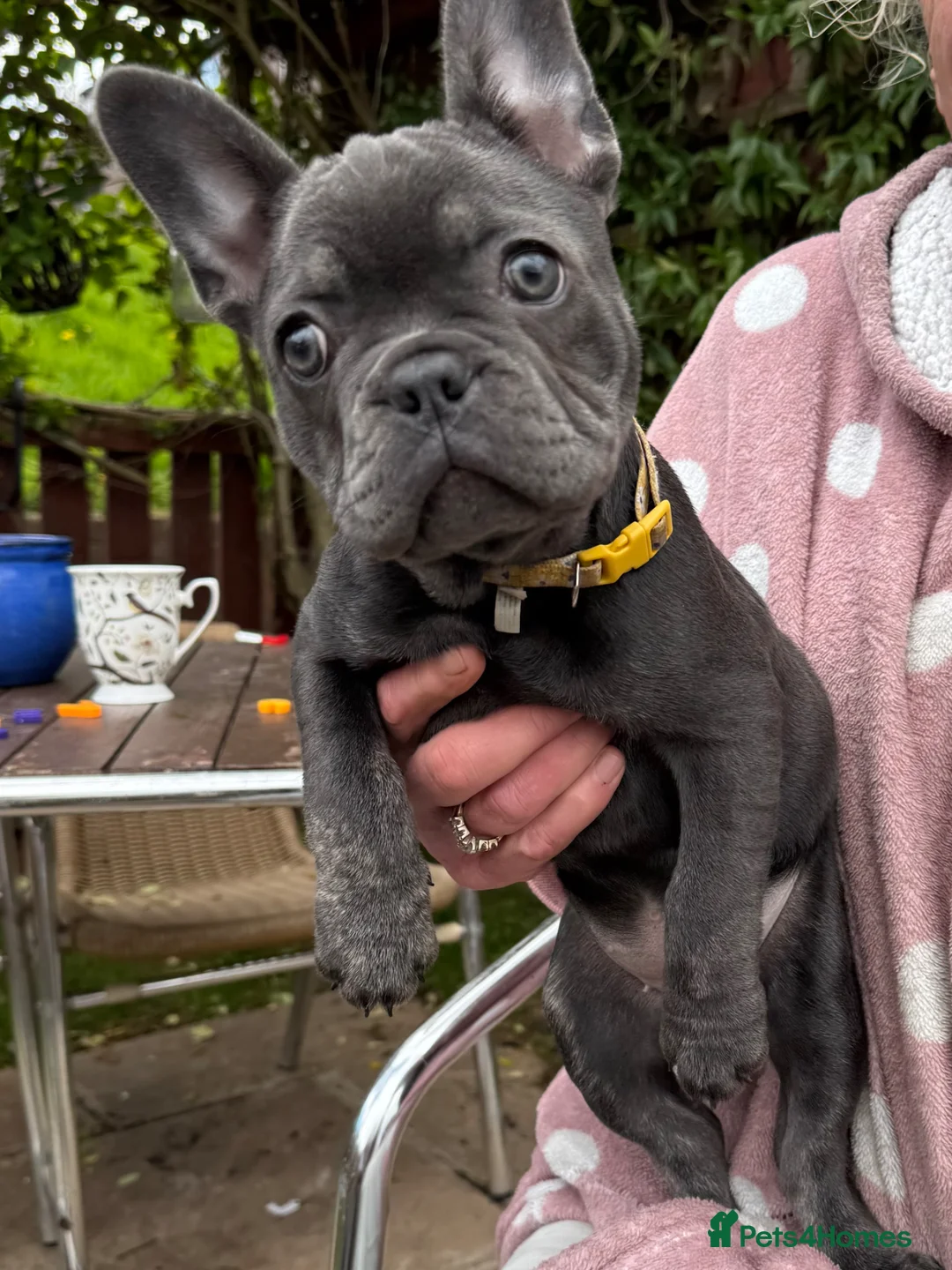 French Bulldog dogs for sale: 🐾French Bulldog Puppies – Ready for Loving Homes - Advert 2