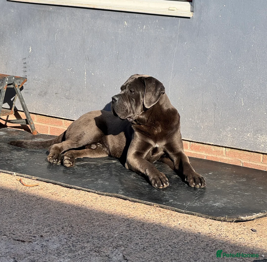 Cane Corso dogs for stud: Health tested Blue cane corso stud  in Carlisle - Advert 10