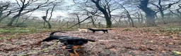 Rottweiler dogs for sale: 8.5 month old rottie in Plymouth - Advert 2