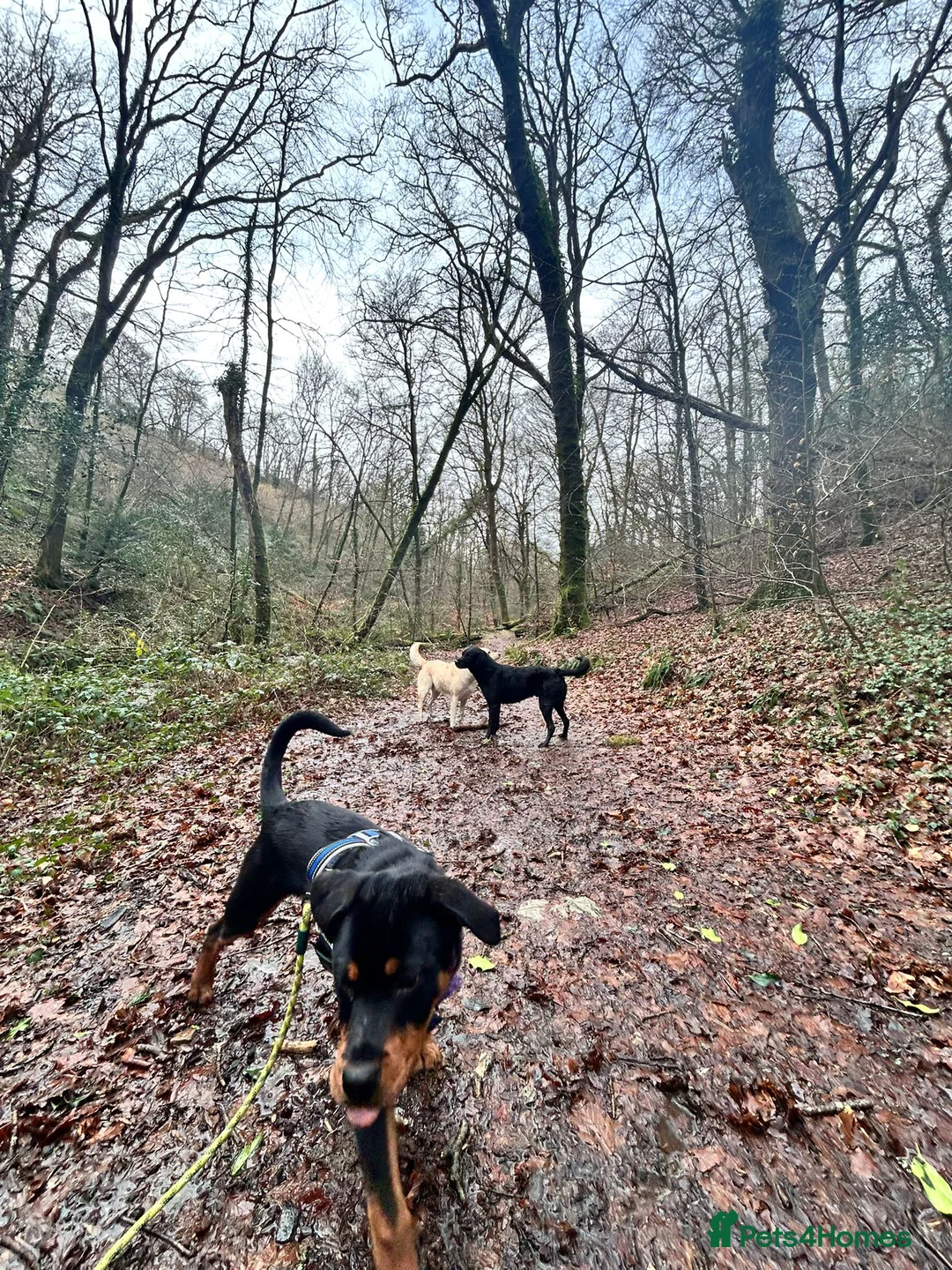 Rottweiler dogs for sale: 8.5 month old rottie in Plymouth - Advert 2